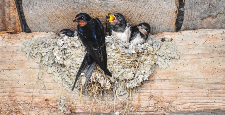 Burung Walet - Pelatihan Walet