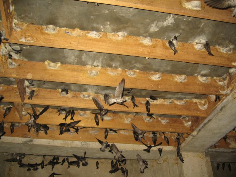 Sarang Walet - Pelatihan Walet