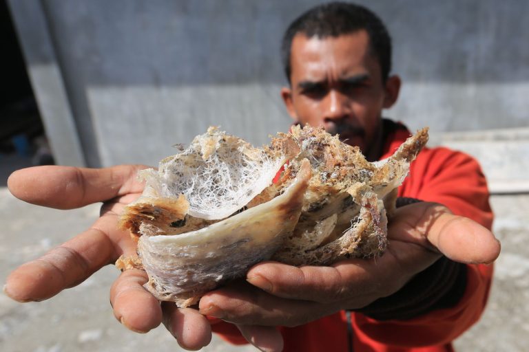 Sarang Walet - Pelatihan Walet